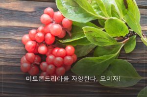 Read more about the article 미토콘드리아를 자양한다, 오미자!