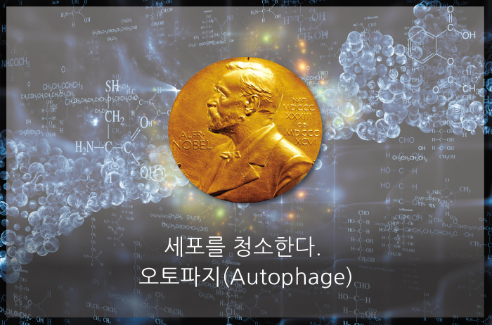 Read more about the article 세포를 청소한다. 오토파지 (Autophage)